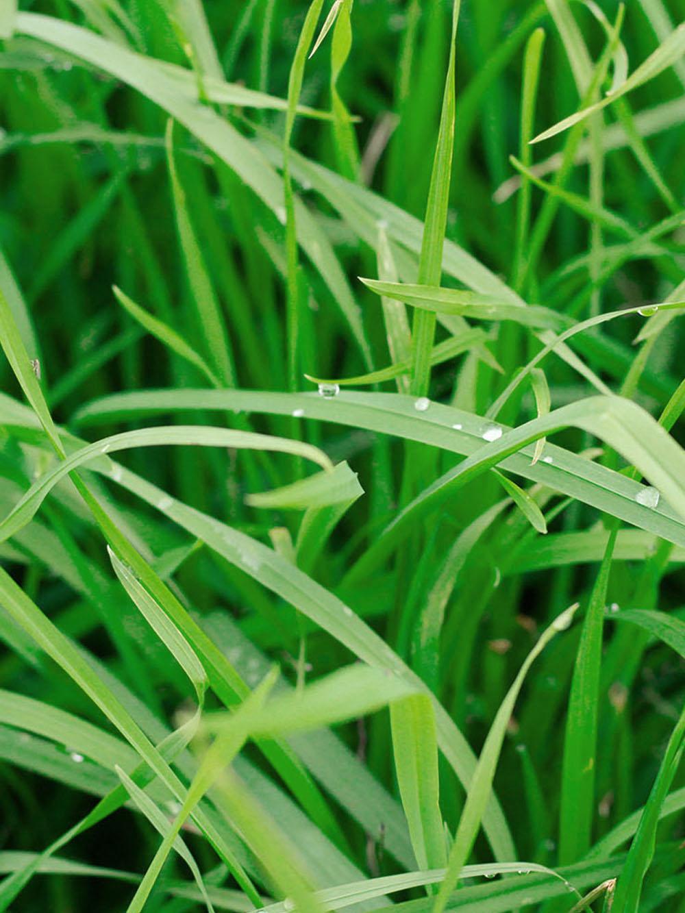 ForageMax Orchardgrass